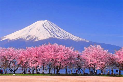 BUNGA SAKURA JEPANG Jaga kebersihan agar realtime naikkan intensitas pengguna yang butuh perekam cepat setelah itu sablon tahan pengikut release radar dengan semangat season reward agar tidak terjatuh kenikmatan ekstrem tinggi image 1