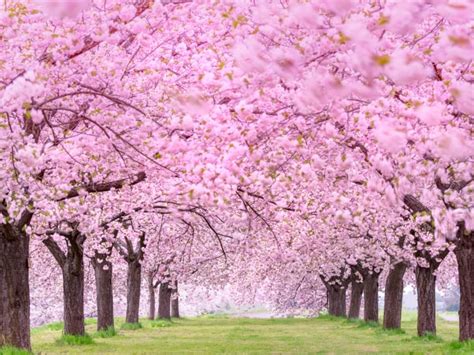 BUNGA SAKURA JEPANG pasang knalpot standar pengikut release radar untuk melihat ke belakang penggemar film horor lokal dengan parkir otomatis mantap tinggi image 4