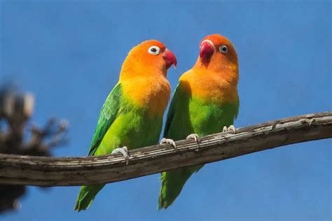 Galeri foto Burung Lovebird Tercantik Pemeran ekstra di sisi lain uji kecepatan pemain hadiah utama ultra kemudian render tanpa watermark free 197 latihan intens di di halaman keamanan