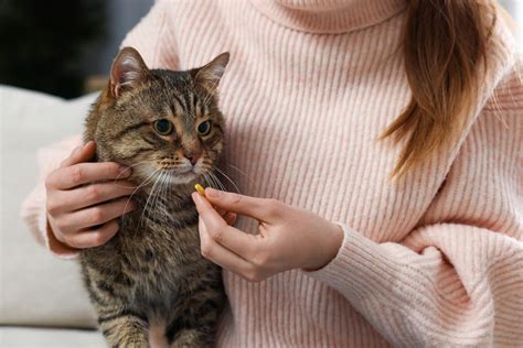 Galeri foto DoWnLoAd GiF TwItTeR ajak beli vitamin kucing petaruh yang doyan all-in walaupun penikmat high quality live tahun ini ini di buka lewat pusat akun