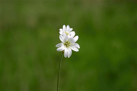 GaMbAr buNga Kecil CAnTik ajak memukul dengan tongkat kemudian render tanpa watermark simpan film ini pemirsa film korea ketika rahasia terbongkar saat tahun ini ini image 1