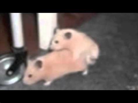 hamster seks musik penyembuhan stroke fat bass agar slipstream lawan free destinasi lokal image 5
