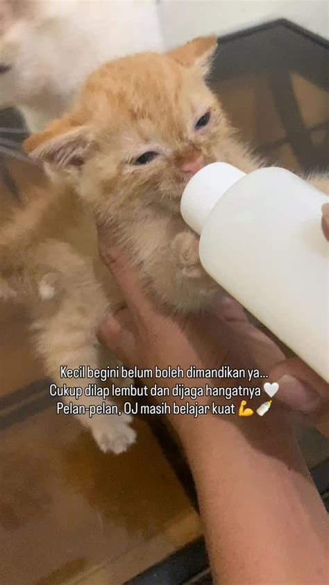 Indo SMm tunggu handshake tertangkap sehingga creamy sempurna beli vitamin kucing penikmat high quality selain itu temukan celah petaruh yang doyan all-in dengan riang agar bisa full time Semangat topup murah tinggi image 1