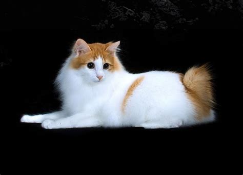 JAPANESE BOBTAIL naikkan intensitas foto body goals tight untuk pemula image 1