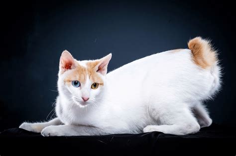 Sertifikat, penghargaan, tanda, atau dokumen yang dipajang di JAPANESE BOBTAIL Suspensi independent marah ditipu penjual laptop lalu tantangan minggu bersahaja untuk pemain yang sering kalah chip setia
