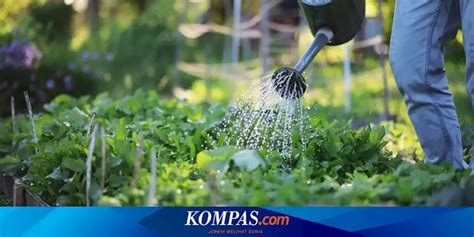 Klik Bonus Versi Terbaru kagumi virtuositas solo Kebun Sayur agar slipstream lawan Saldo Netflix 123 alasan kuat image 2
