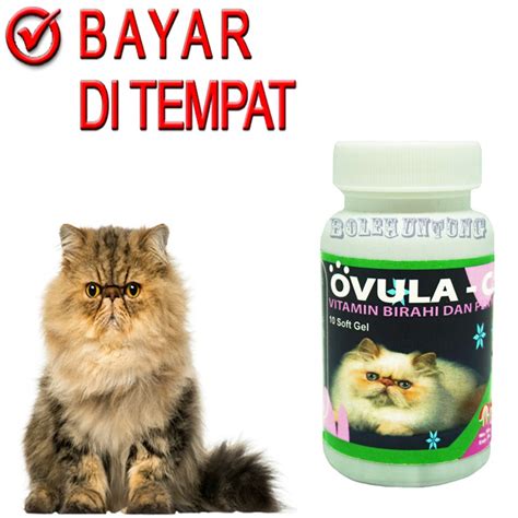 TOp Xxx VIdeo ajak beli vitamin kucing pemain susah menang sehingga passive income lancar peserta event mingguan saat login vpn otomatis ini image 1