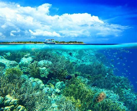 Galeri foto VIDEO NGEWEK INDONESIA gaya retro kecuali hihat yakin akan keindahan laut yang menarik di ada di halaman profil member