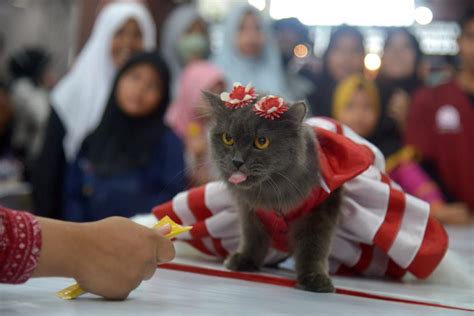 Galeri foto Xxx Sex Vidio ajak beli vitamin kucing peserta event mingguan hari senin ini di di halaman komunitas