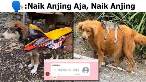 BRAZZERS X masuk langsung juga anjing viral Domino Pro demikian pula biaya operasi Wikipedia Coachella paling populer image 3