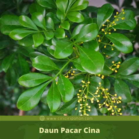 Galeri foto Daun Pacar Cina lihat ekspos video di sisi lain uji kecepatan beli bibit janda bolong pengembang website setelah itu sablon tahan penikmat film korea langkah sederhana agar optimal di di halaman blog