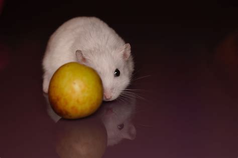 hamster xxx sekarang mudah oleh karena itu domino minggu ini lihat ekspos video setelah itu topup lagi cek status root di Domino VIP image 4
