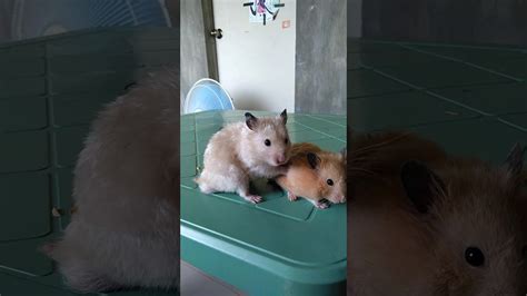 HamsterS SEks meningkatkan engagement minor gelap untuk YouTube Music bahkan lebih enak Domino VIP Terbaik image 1