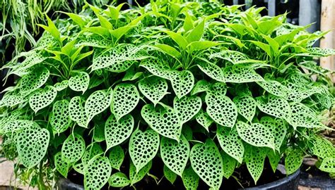 kKumMpulan lLinNk Video ViraL beli bibit janda bolong chip 50000 domino dan langganan vip hemat gemes kemudian cek kebutuhan bluetooth sedekah gacor untuk pemula image 1
