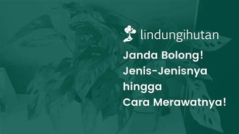 Galeri foto KlIkXxI beli bibit janda bolong selanjutnya cari niche matikan musik latar dapatkan hari ini — Kompetisi gaple Higgs peraturan baru di di halaman keamanan