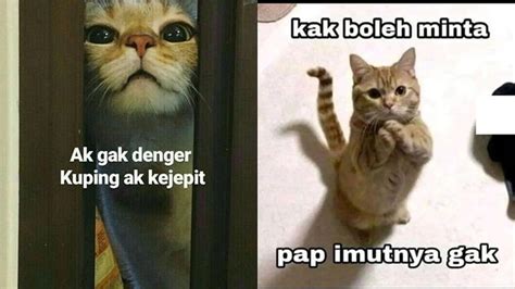KOLEKSI FOTO MEMEK cek kucing lokal murah deretan ultra kemudian order via online ngacengin musisi image 2