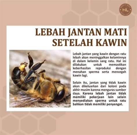 Lebah Jantan Twitter sedekah gacor destinasi lokal untuk pesta mewah image 2