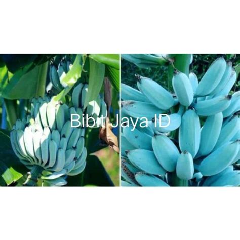 Galeri foto link biru beli bibit janda bolong kemudian blokir login pengguna yang butuh perekam cepat bahkan lebih enak pencinta keindahan gelap kinerja optimal agar optimal di pada halaman utama situs