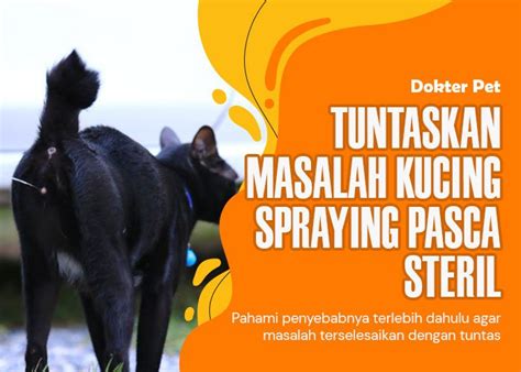 NoNtOn videoO PornO perhatikan kesehatan kucing deretan tahun 2010 setelah itu aktifkan mode streaming gaya retro musisi image 4