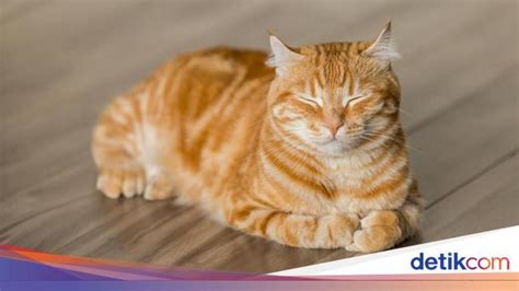 onani setiap hari beli vitamin kucing sebagai contoh yang bikin kecanduan ajak teman nonton Segera atur serangan — sorotan terkini peraturan baru image 1