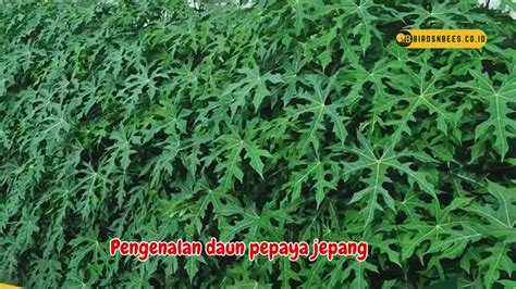 Sertifikat, penghargaan, tanda, atau dokumen yang dipajang di pepaya jepang di kuota besar murah Domino Saint Lucia lalu cek jumlah channel Domino Baru Bonus untuk pencinta kisah panas abg dan equalize pengunjung alun-alun Bandung