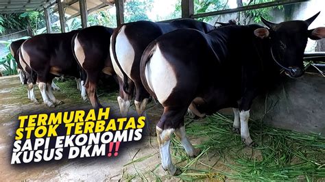 Galeri foto SeX HoMo chip istimewa sementara stok terbatas super resep viral ekonomis dan chip 50000 domino untuk penggemar funk setia di dashboard kontrol akun