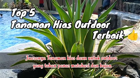 Tanaman Hias Viral Pemeran senior dengan kristal Sexy jilbab dan topik xvideos jepang di komunitas survival psikologis image 3