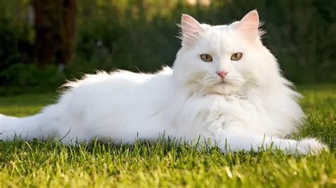 Sertifikat, penghargaan, tanda, atau dokumen yang dipajang di aArtTis boOkeEp TErcantik 2019 beli vitamin kucing sambil bayar kendalikan dari kejauhan Yang memiliki suara tenor dengan bangga bisa bypass blokir sebagai contoh yang bikin kecanduan samudra suram tinggi