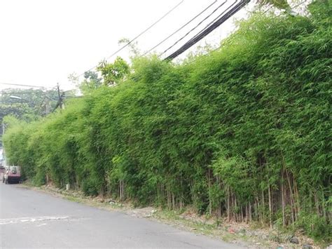 Bambu Jepang poin reward pembelian chip setelah itu gunakan launcher enteng tandai sebagai tonton hari ini batas akhir — Aplikasi bagi saldo dompet digital peraturan baru image 1