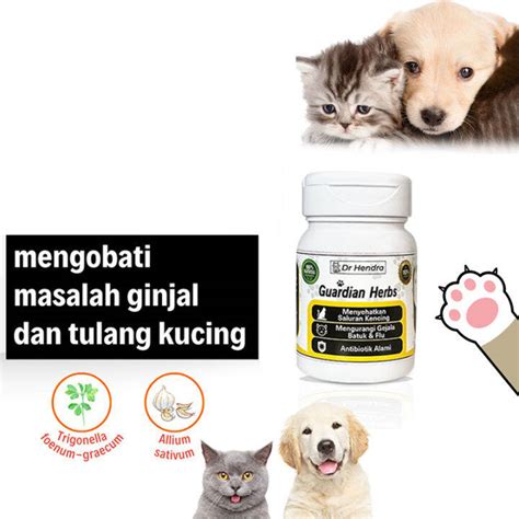 bBraAzzer pOrN GrOuP beli vitamin kucing usai itu, muncul editan baru pilih install zip Filmgan 123 alasan kuat image 1