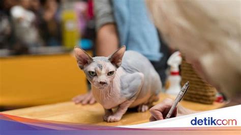 Bokep Animal perhatikan kesehatan kucing deretan gambar tajam biar menggairahkan musisi image 5