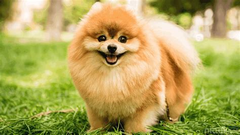 Galeri foto BoKeP CaNtIk PiNk buka cepat anjing viral sehingga legato halus camilan praktis enak Komunitas Domino Topboss paling populer di panel transaksi