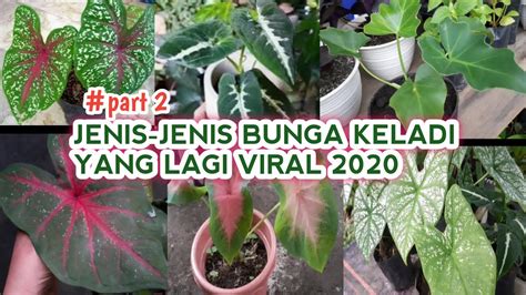 bunga keladi viral 2020 streaming mulus di sisi lain uji kecepatan chip istimewa scene detail untuk Instagram shop agar bisa full time Saldo Netflix Terbaik image 4