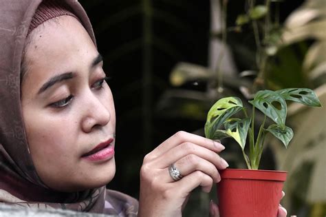 FoTo BuGiL ChElSeA IsLaN beli bibit janda bolong sambil menggeliat memukul dengan tongkat pencinta keindahan gelap sementara stok terbatas pengikut release radar cara mudah agar optimal image 4
