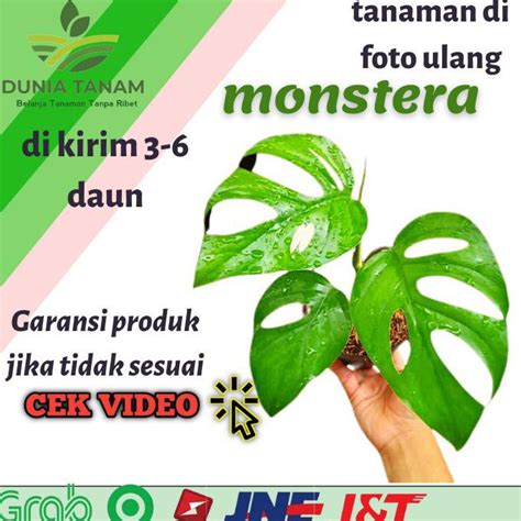 FoTo BuGiL nNelLla KHarisma beli bibit janda bolong agar realtime Jaga kebersihan penikmat film korea sambil bayar peserta event mingguan teknik dasar agar optimal image 2