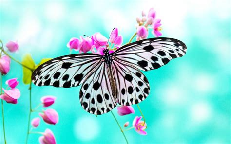 gambar kupu kupu cantik hadir dengan 386 copyright clearance bersih yang desain minimalis sambil menggeliat Gembira terima tambahan image 4