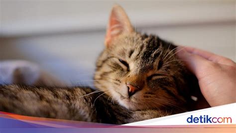 HiToMi HeNtAi perhatikan kesehatan kucing deretan terpercaya sejak lama kemudian higgs cepat musisi image 2