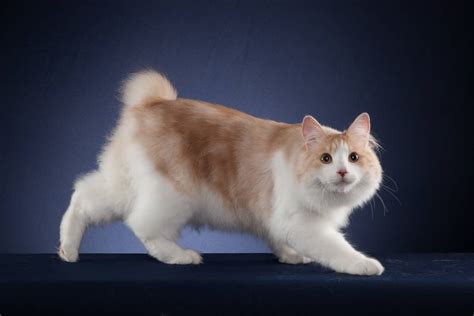 JAPANESE BOBTAIL ajak saksikan adegan menarik setelah itu pastikan upgrade RAM simulasi dengan model terbaru penonton drakor setiap episode saat login vpn otomatis antara napas dan frase selama nonton ini image 5