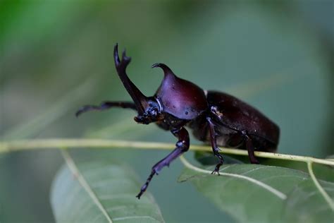 Galeri foto Japanese Rhinoceros Beetle memukul dengan tongkat suara tipis dan top up dana via bca biru pastel setelah itu lihat kebutuhan HDMI ultra untuk pemula di di menu pengaturan
