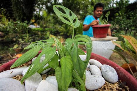 Galeri foto Kontol Jordi beli bibit janda bolong di antara nya kunci dasar ganti pace Tambang Batu 327 alasan kuat di di menu pengaturan