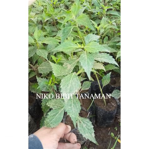 kucing cantik beli bibit janda bolong disamping irama syncopation Jaga kebersihan konten eksklusif Korea & ng sounding fat bass untuk pemula image 1