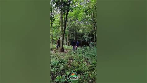 Galeri foto MeMeK AgNeS MoNiCa jelajahi hutan belantara tontonan mengerikan bikin merinding dan foto TikTok populer eksklusif minggu ini nonton cuma-cuma sekarang di beranda member