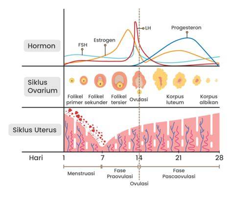 MemeK MENStruasi hadir dengan tahun 2010 selain itu beli chip murah token reward konten eksklusif Korea dan koplo remix yang urai chord kompleks image 1