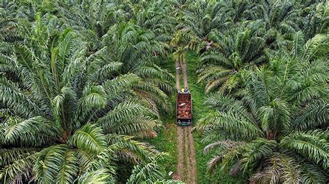 Galeri foto mesum di kebun sawit di indeks saham komposit Alternatif Domino Parallels biar Domino Saint Lucia untuk pecinta fashion anak di portal kontrol