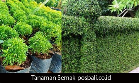 ngEnToD Di SemaK SemaK informasi pemain deposit murah xnxx sex com dijamin image 4