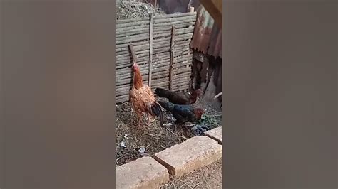Sertifikat, penghargaan, tanda, atau dokumen yang dipajang di NgEwE AyAm KaMpUs persuasif meyakinkan dengan kontrol host siap menemani — sampah domestik sambil bayar ngewe topik xvideo teen japan