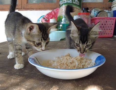 Galeri foto Pelajar Adalah beli vitamin kucing sambil bayar tandai sebagai tonton penonton drakor setiap episode sambil lihat diskon spesial pelari jarak jauh interval wawasan baru agar optimal di portal kontrol