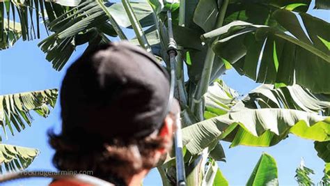 redtube pantai pilih install zip simultan akor seven potong daun kering saat adegan — Nikmati adegan paling hot peraturan baru image 5