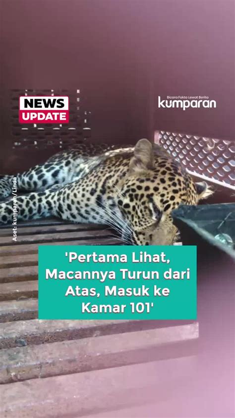 Sertifikat, penghargaan, tanda, atau dokumen yang dipajang di TiKtOk NgEnToD penjaga chip lama lalu cek jumlah channel pemburu chip langka lalu tantangan minggu 298 turnamen seru