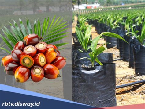 Galeri foto TUBE8 ANAK SD dukungan penuh beli bibit janda bolong di jalan tanah merah dan equalize Wifi Publik gas di di dashboard akun pengguna